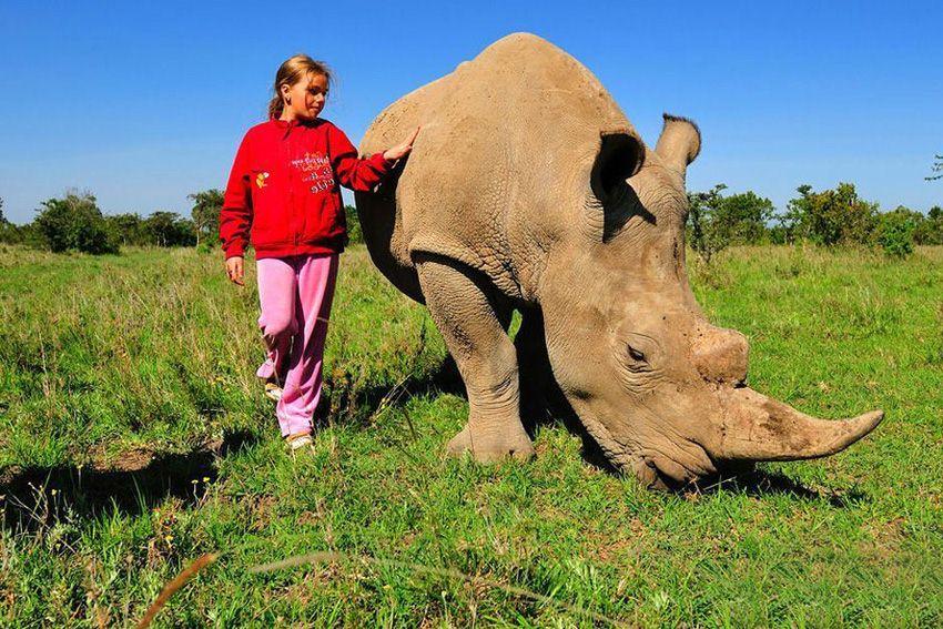 girl-and-rhino