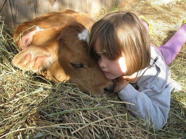 girl-and-cow