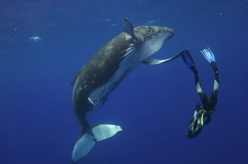diver-and-whale