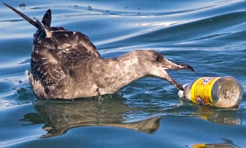 albatross-plastic-ocean-garbage-patch-pacific