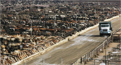 Загон для откорма скота в США