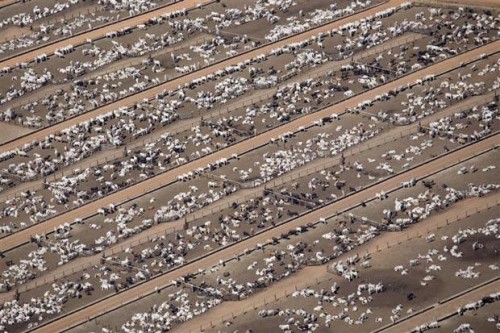 Скотоводческая ферма. Фото Greenpeace UK