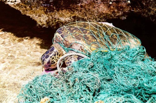 turtle-in-fish-net