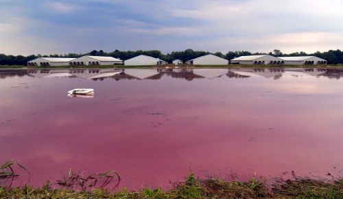 Excrement pond near a pig farm in the USA
