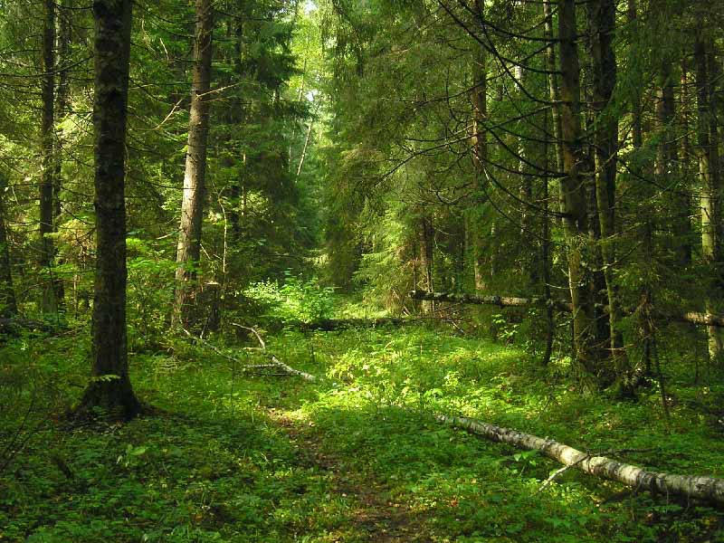 Лес Москвы защитят «Зеленым щитом»