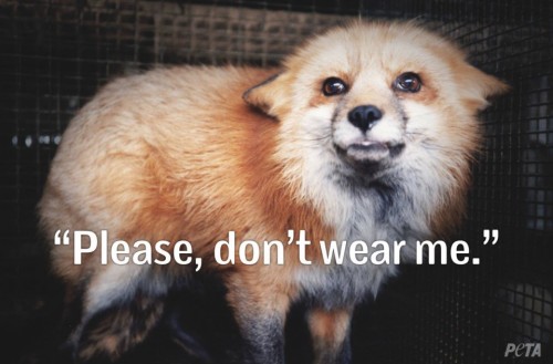 "Пожалуйста, не одевай меня". PETA